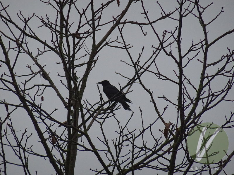 Rabenkrähe: Übersicht